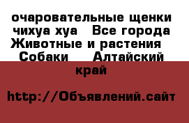 очаровательные щенки чихуа-хуа - Все города Животные и растения » Собаки   . Алтайский край